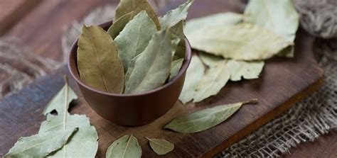 Burn A Bay Leaf In Your House And Watch What Happens  Bay leaves