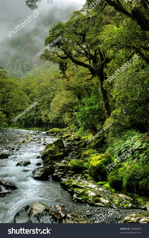 Lush Rainforest And River Landscape In New Zealand Stock Photo 53995843