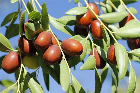 Jujube Description Tree Fruit And Species Britannica