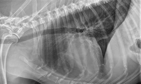 Stages of hemangiosarcoma in dogs. Hemangiosarcoma in a Dog | Clinician's Brief