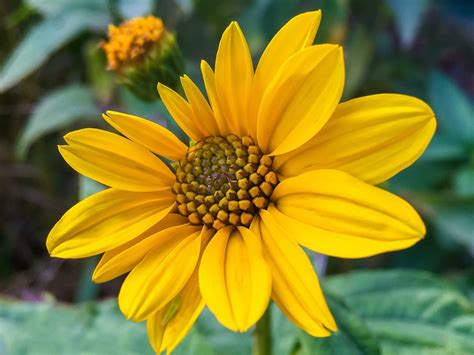 Free Images Nature Flower Petal Botany Yellow Flora Sunflower