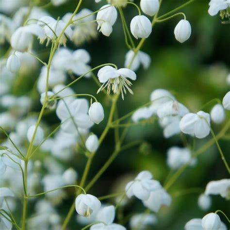 Buy Meadow Rue Thalictrum Delavayi Splendide White Fr21034 Pbr £