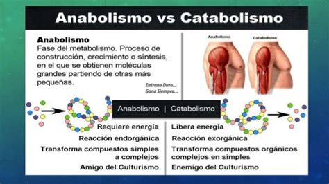 El Catabolismo Bioquimica Quimica Biologia Images