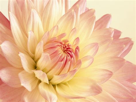 Pale Pink And Yellow Dahlia Wallpapers Hd Wallpapers Id 5772