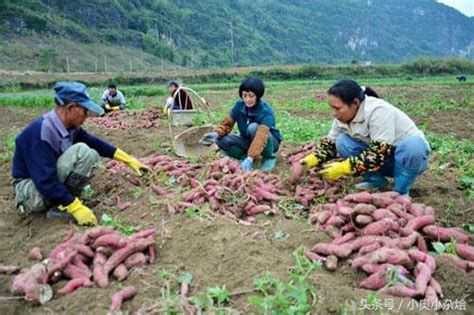 農民種紫紅薯每畝效益幾千元 每日頭條