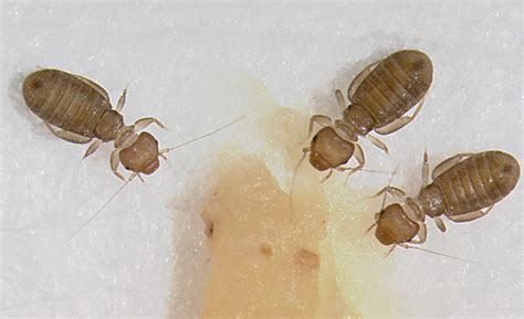 Bed Lice Is Crucial To Your Business Learn Why Moreoo