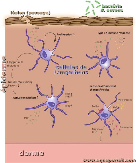 Células De Langerhans Função