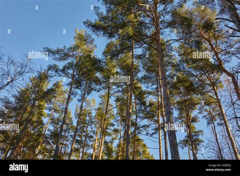 Tall Pine Trees Stock Photo Alamy
