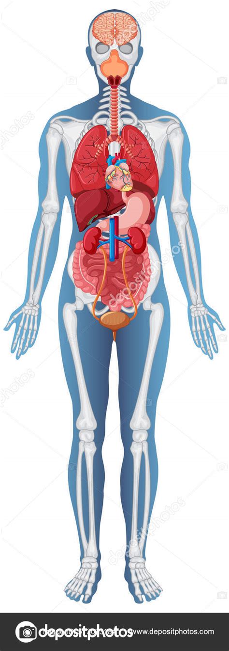 Anatomical Structure Human Body Illustration Stock Vector Image By