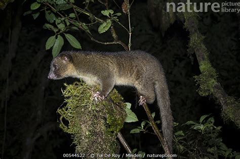 Nature Picture Library Olinguito Bassaricyon Neblina The First New
