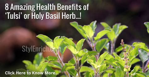 Holy Basil Benefits Or Tulsi Health Benefits That You Must Know