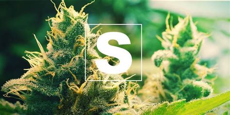 Por Qu Es Importante El Azufre Para Las Plantas De Cannabis C Mo