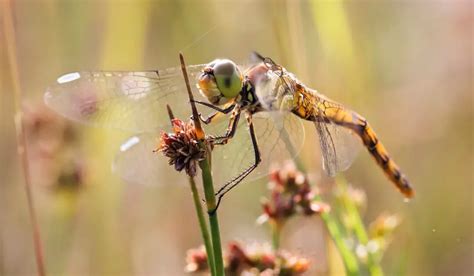 Damselfly Vs Dragonfly Similarities And Differences Exploration Squared