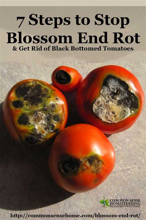 7 Steps To Stop Blossom End Rot And Get Rid Of Black Bottomed Tomatoes