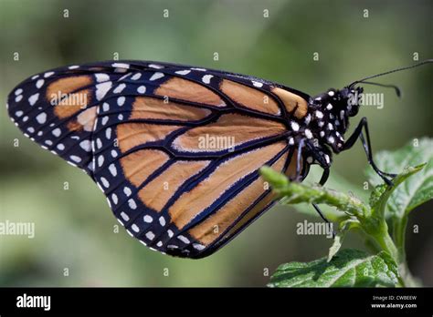 Closeup Of Monarch Butterfly Danaus Plexippus At The Butterfly Farm