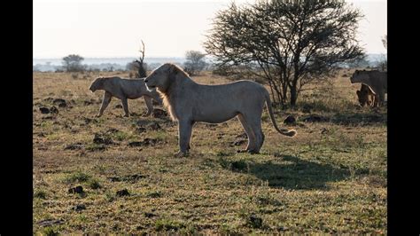 White Lion Hunt In Kruger National Park Youtube