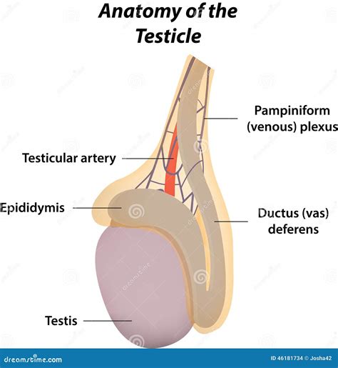 The Anatomy Of The Testicle Stock Vector Illustration Of Testis