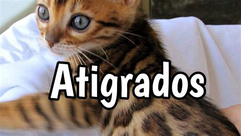 Nombres para Gatos Atigrados | 【 Cortos y Originales 】· 2022