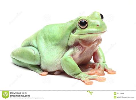 Australian Green Tree Frog Litoria Caerulea Stock Images