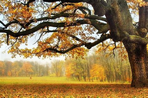 Under The Old Oak Tree Forest Autumn Tree Leaves Colors Oak Hd