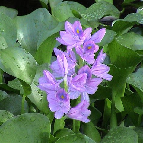 Water Hyacinth Eichhornia Crassipes Tooth Mountain Nursery