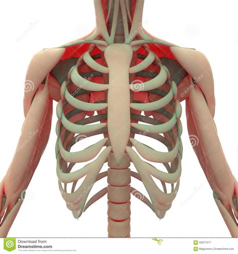 Download human anatomy stock photos. Human Anatomy Ribs - Human Anatomy