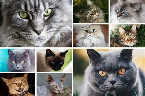Die 10 Beliebtesten Katzenrassen ️️ Bilder Und Charaktereigenschaften