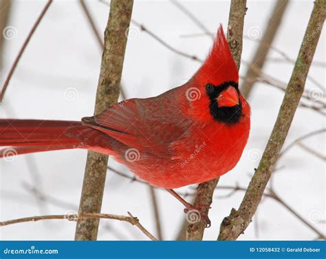 Male Northern Cardinal Stock Photo Image Of Landscape 12058432
