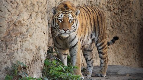 Я посещала харьковский зоопарк в далёком 2015 году лично я очень люблю животных, зоопарки. Весит в 6 раз больше: тигр из Харьковского зоопарка ...
