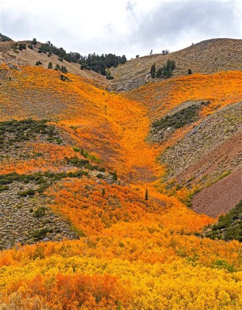Fall Colors In Bishop Creek Canyons