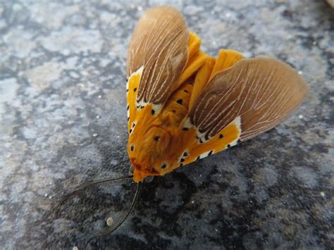 Beautiful Orange Moth Beautiful Moth Nature