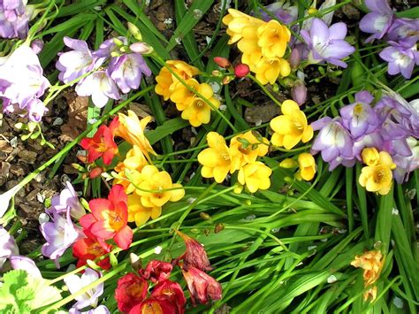 Freesia X Hybrida Fresia Plantas Ornamentales Jardinería Flores Y