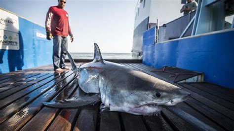 Ocearch connect me to the adventure of a majestic. OCEARCH: 2 great whites, 1 tiger shark tracked near Grand ...