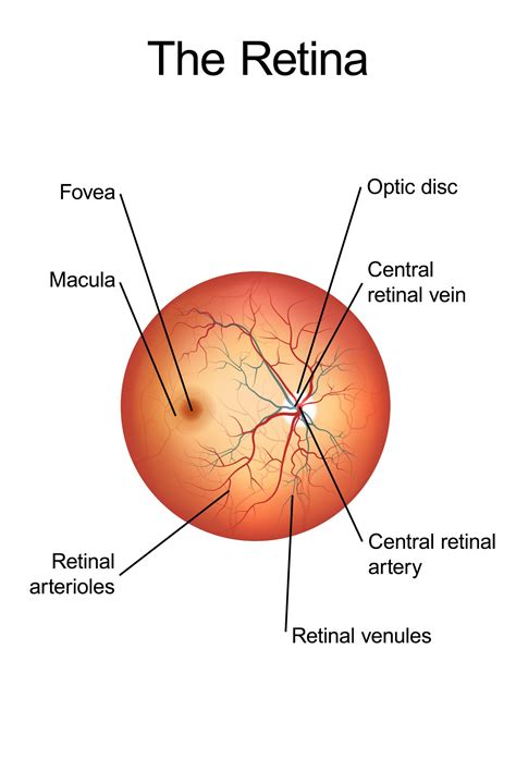 Retinal Vascular Disease Symptoms - Shawnee, KS