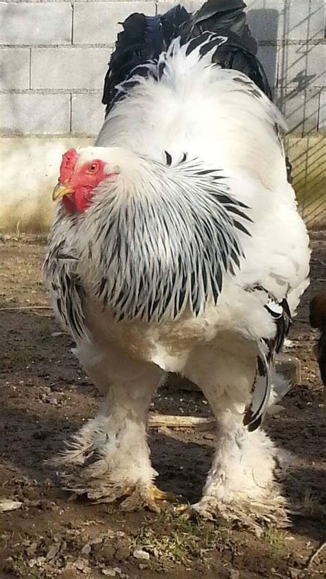 This Rooster Is The Size Of A Small Child And He's Real - The Dodo