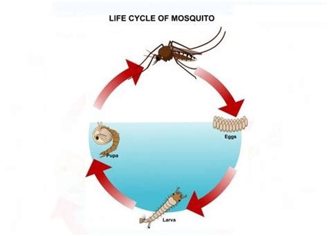 Tahapan Daur Hidup Nyamuk Dimulai Dari Telur Hingga Dewasa Begini