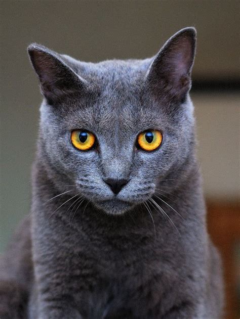 10 Most Popular Cat Breeds In The World Bestforpets