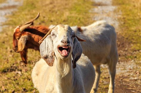 35 Funny Goat Pictures Youll Love Readers Digest