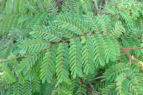 Weed of gardens, but also a vegetable. Caesalpinia decapetala