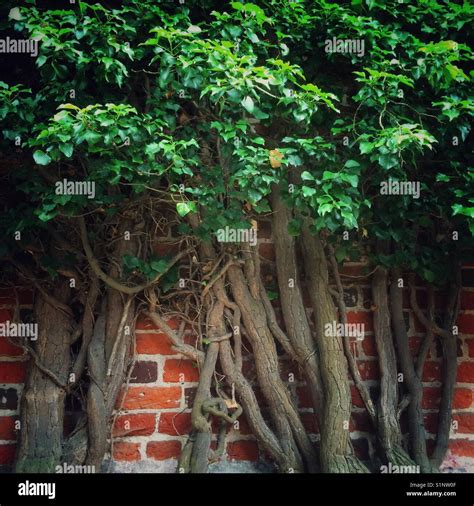 Plant Climbing Brick Wall Stock Photo Alamy