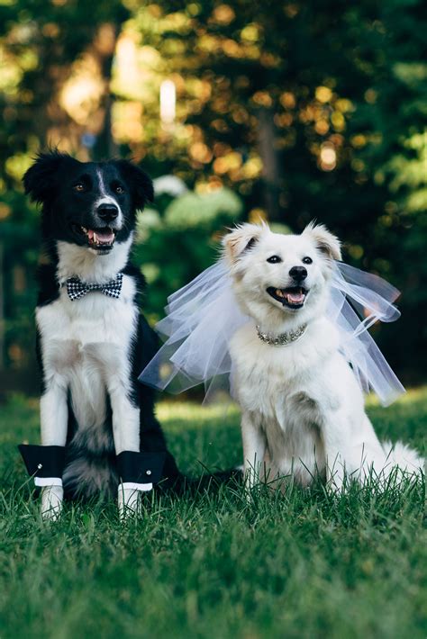 Dogs In Wedding Announcement