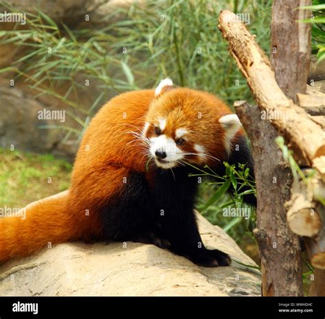 The Endangered Red Panda Stock Photo Alamy