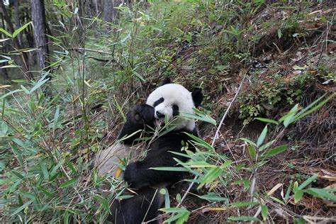 Whats Giant Panda Conservation Worth Billions Every Year Study Shows