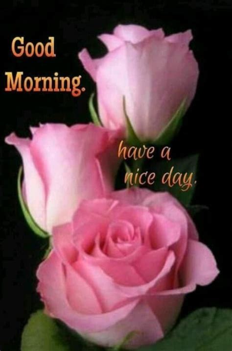 Pink Rose Good Morning Greeting Pictures Photos And Images For