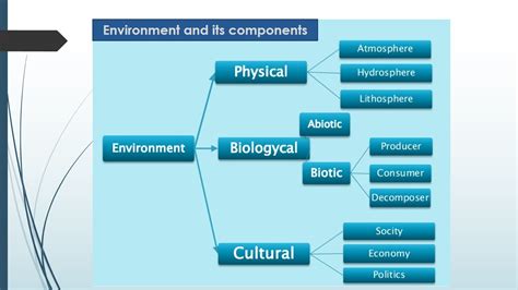 Environment And Its Components Online Biology Notes