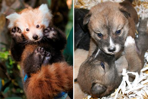 Oh Baby Red Panda Cubs And Dingo Pups Make Adorable Debut