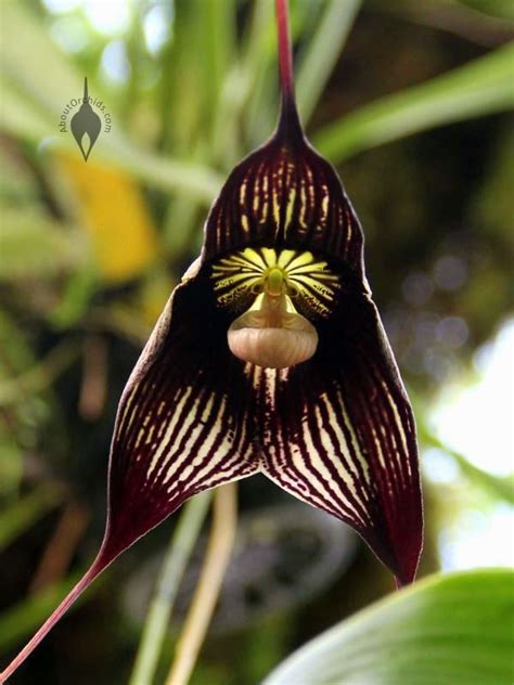 Stylish, modern & unique plants designed to impress. AboutOrchids » Blog Archive » Black Orchids