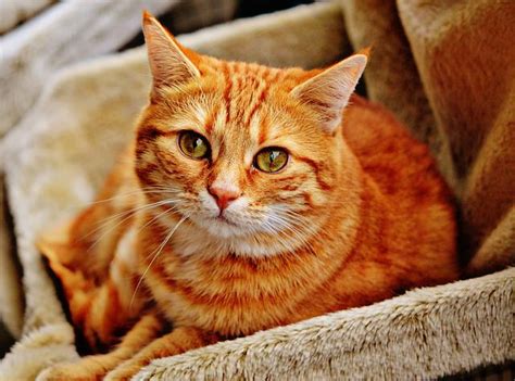 8 Fun Facts About Tabby Cats