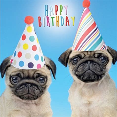 We did not find results for: Pug Birthday Card: Amazon.co.uk