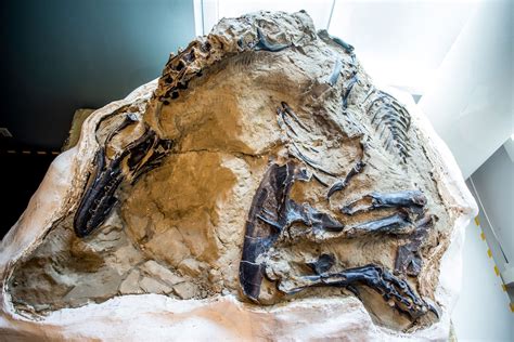 Dueling Dinosaurs Fossil Hidden From Science For 14 Years Could